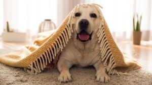 A happy dog under a cozy yellow and white blanket, on a rug.