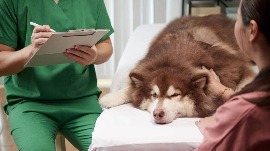 Veterinarian writing on clipboard by Alaskan Malamute being comforted by owner.