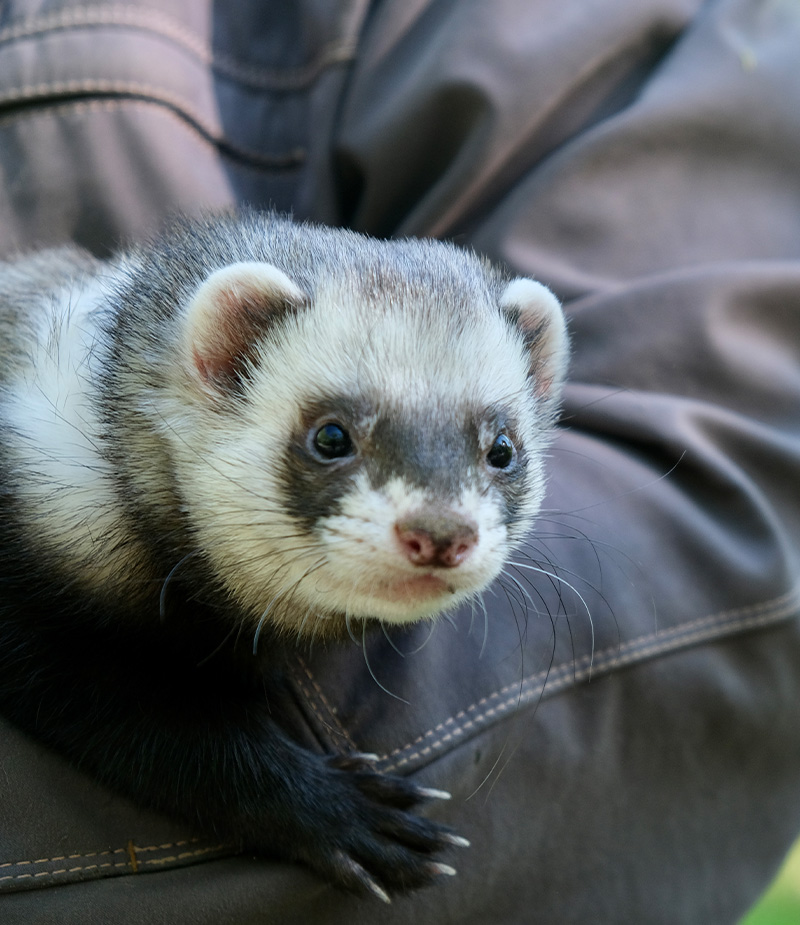 Close-up of a ferret resting on a leather jacket.