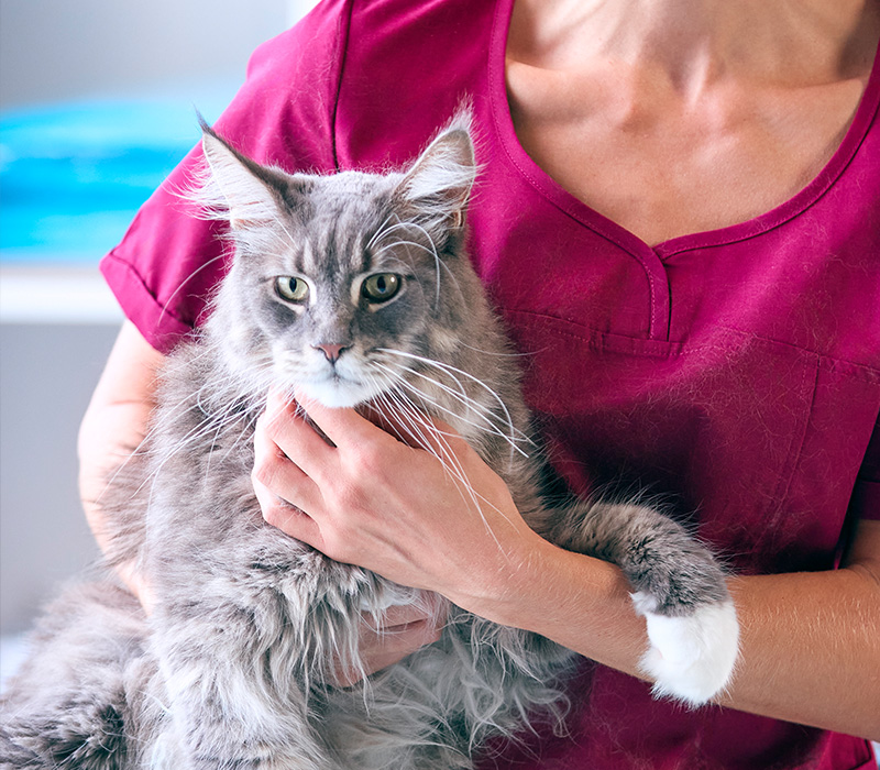 Person in a pink uniform holding a large, fluffy gray cat with white paws.