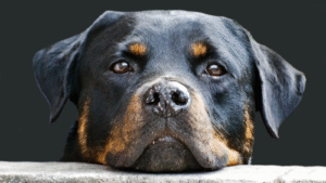 Close-up of a Rottweiler's face with expressive eyes and markings.
