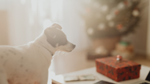 Dog looking to the side near a Christmas tree and a gift box.