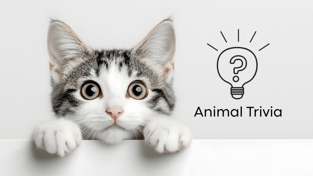 vet near me River Rock Animal Hospital Midland pet wellness exam for dogs and cats