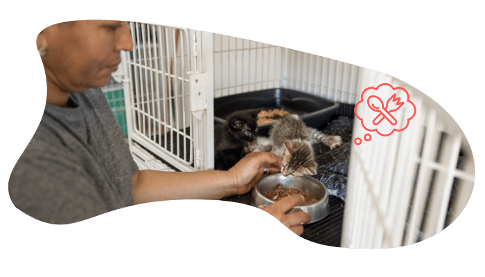 Shelter cat receiving veterinary care after adoption