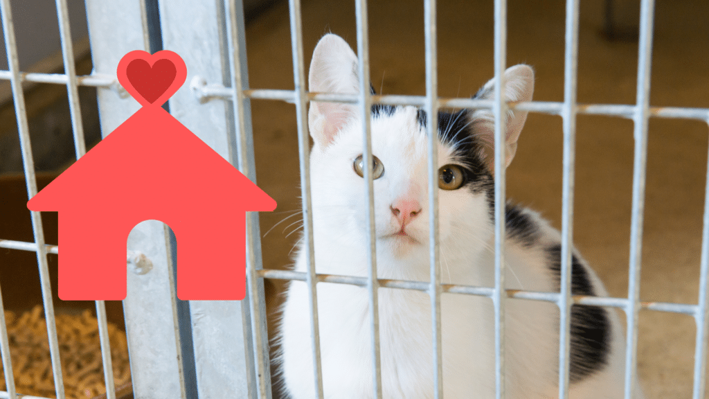 A shelter cat going home in a carrier with veterinary support from River Rock Animal Hospital