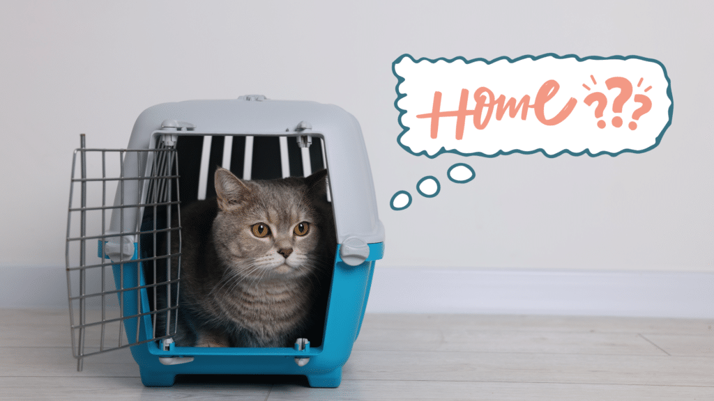 Cat waiting in a carrier as a family prepares to bring a new pet home in Midland, MI